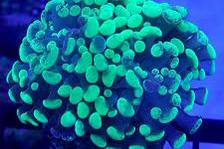 Neon Green Hammer