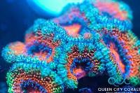 Acan Thumbnail