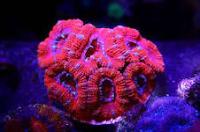 Acan Thumbnail
