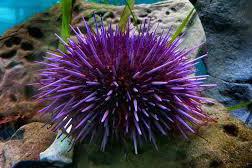 Purple Sea Urchin