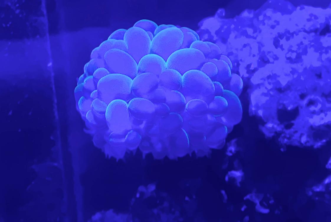 Bubble