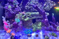 Mini reef  on Mar 24, 2023