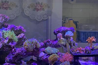 My Aquarium on Mar 24, 2023