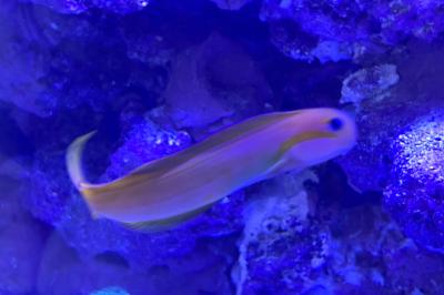 Midas Blenny