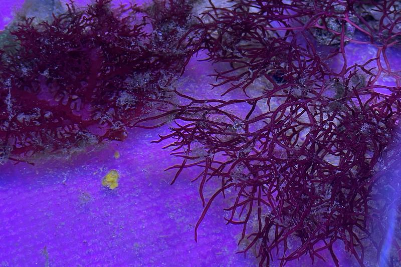 Frag Tank Thumbnail