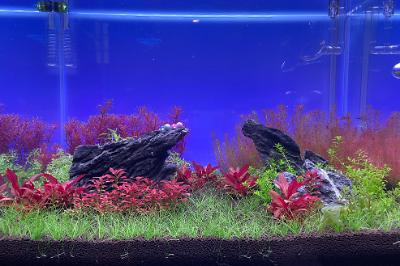 Blooming 1 on Mar 28, 2023