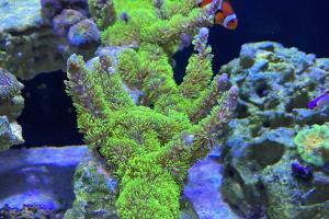 Branching green star polyp Thumbnail