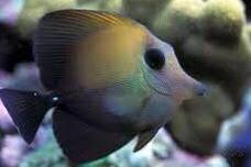 Scopas Tang Thumbnail