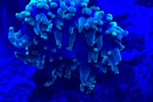 Hairy mushroom  Thumbnail
