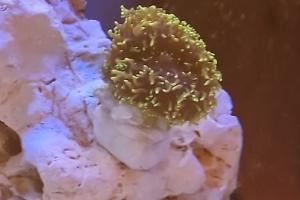Green Fuzzy Mushroom Thumbnail