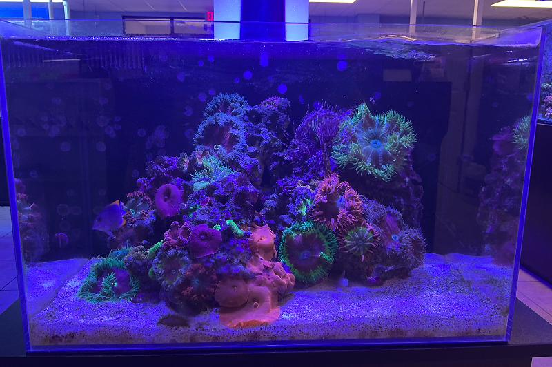ACAjax Rock Flowers Thumbnail