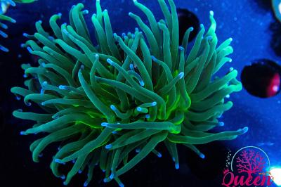 Blue tip green torch