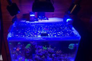 Happy Little Trees Reef on Apr 29, 2023
