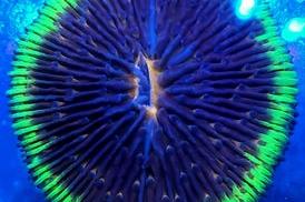 Violet UFO Fungia Plate Coral