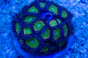 Rainbow Zoas Thumbnail