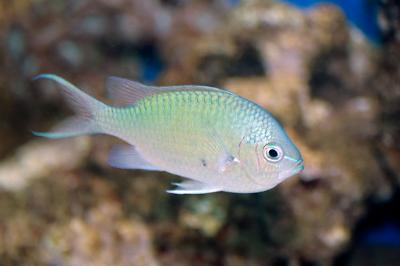 Chromis Damsel