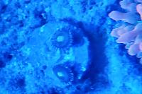 Alien Antivenom Thumbnail