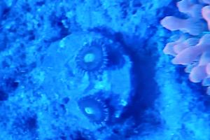 Zoa 2 head orange