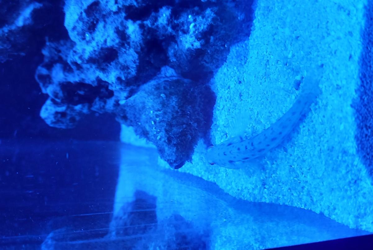 Orange Diamond Goby