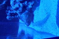 Orange Diamond Goby Thumbnail