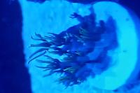 Lumo Green Star Polyp  Thumbnail