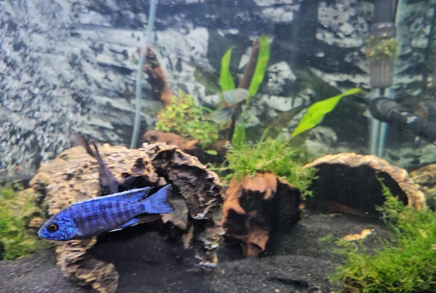 blue peacock cichlid