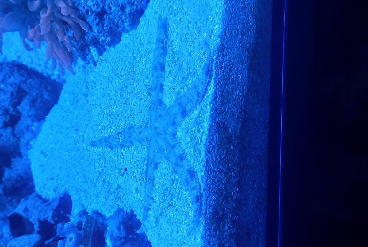Sand shifting starfish