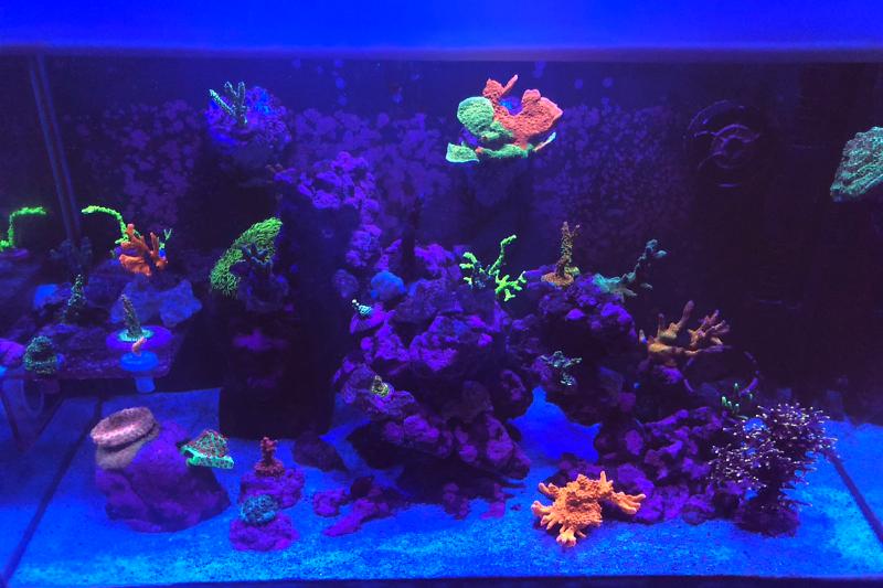 Happy Little Trees Reef Thumbnail