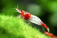 Red Rili Shrimp Thumbnail