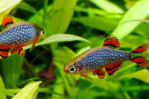 Celestial Pearl Danio