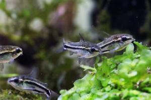 Pygmy Corydora