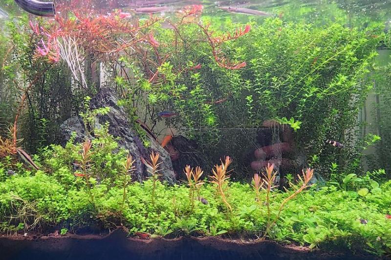 45CM Planted Shrimp Tank Thumbnail