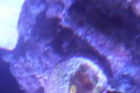 Unknown Zoa Thumbnail