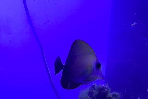 Scopas tang Thumbnail