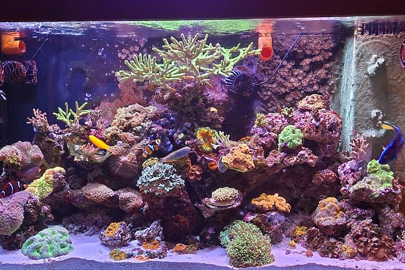 ERM'S REEF Thumbnail