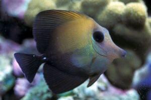 Scopas Tang Thumbnail