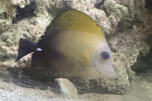 Scopas Tang Thumbnail