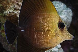 Scopoas Tang Thumbnail