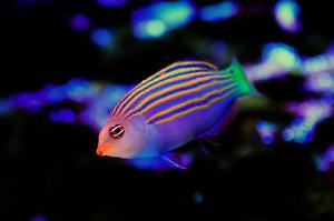 Six-line Wrasse Thumbnail