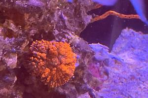 Rhodactis red “Superman” coral Thumbnail