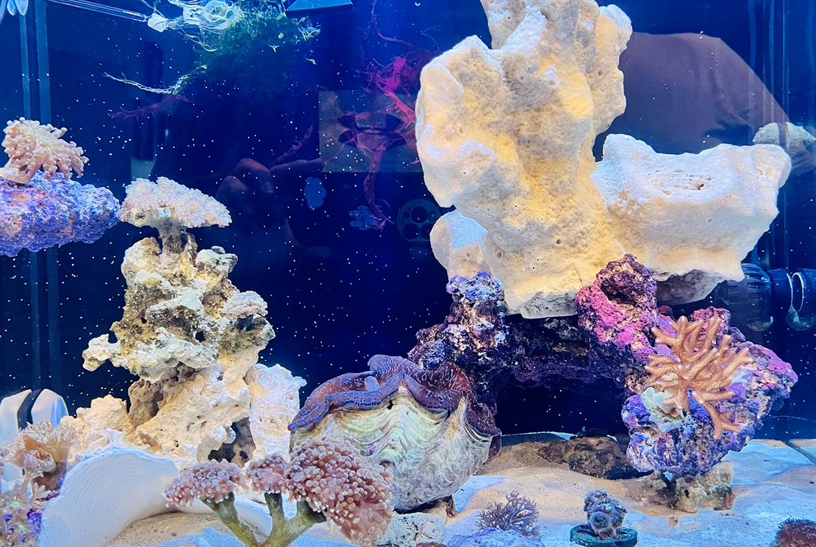 40-gallon Mixed Reef on 2023-07-09T02:22:11.232419Z[GMT]