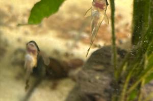 Otocinclus Catfish Thumbnail