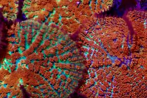 rhodactis fire forest Thumbnail