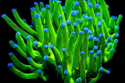 Euphyllia blue tipped neon torch