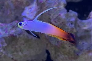 Fire Goby Thumbnail
