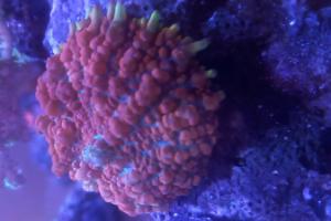 Rhodactis mushroom Thumbnail