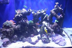 Marykirk mixed reef Thumbnail