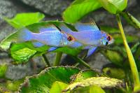Ramirez Electric Blue Thumbnail
