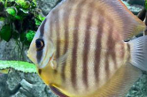450L Discuss Tank on 2023-07-27T12:56:22.928369Z[GMT]