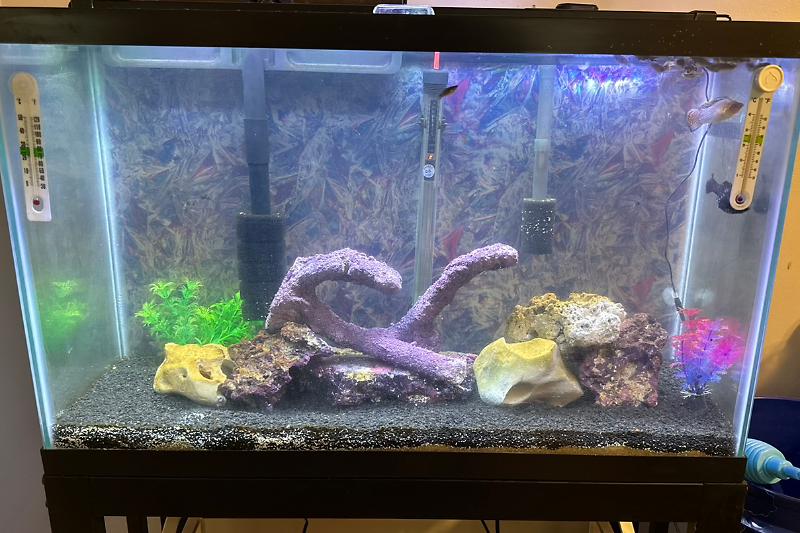 29 Gallon  Thumbnail